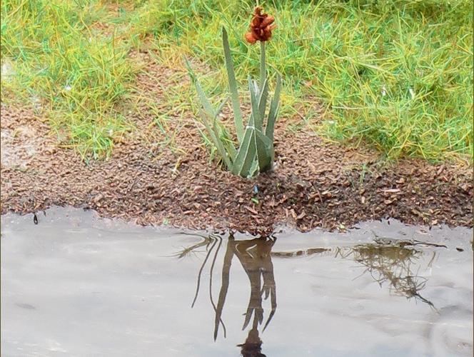 Deluxe Materials BD65 Aqua Magic (125ML)