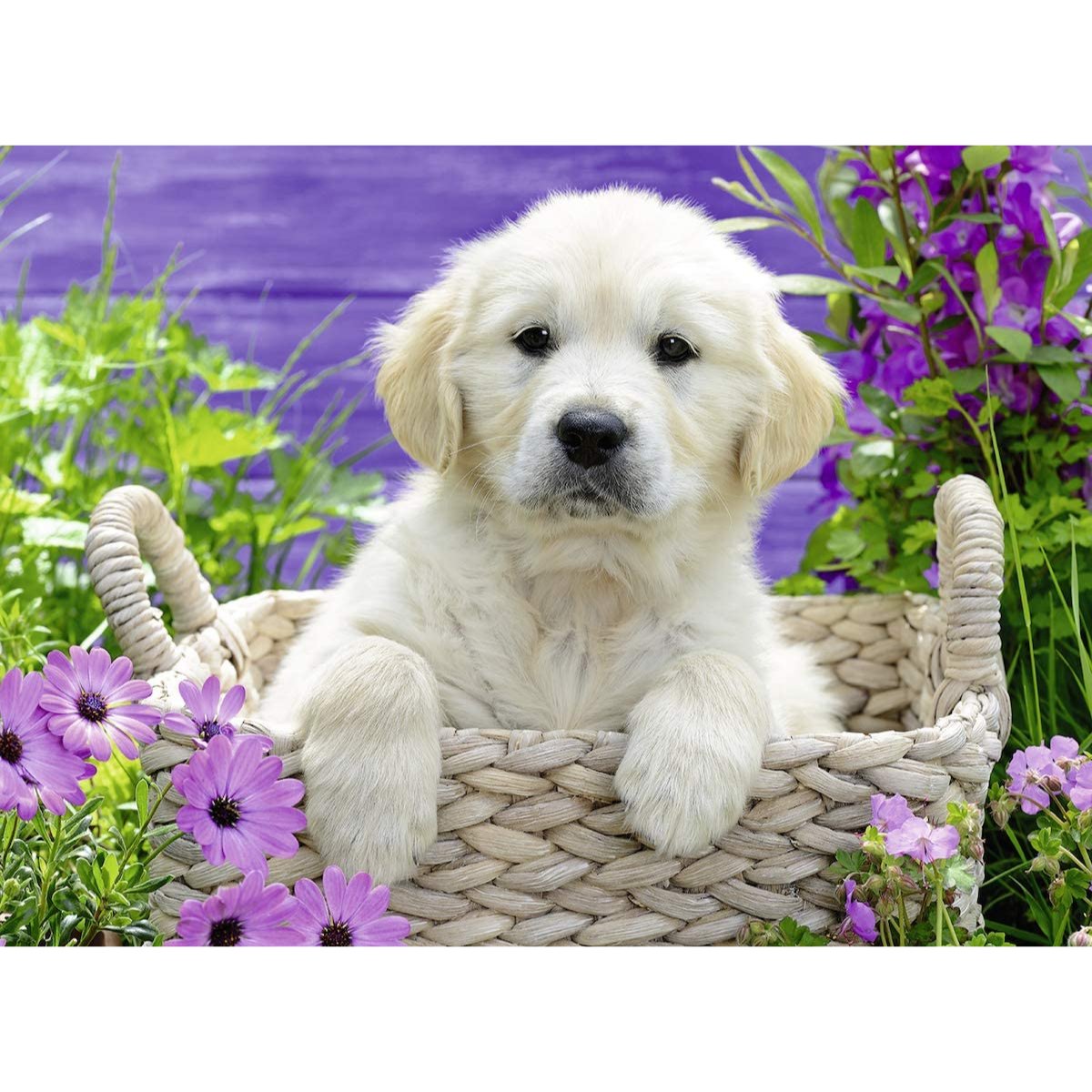 Ravensburger Sweet Golden Retriever Jigsaw Puzzle (500 Pieces) - Phillips Hobbies