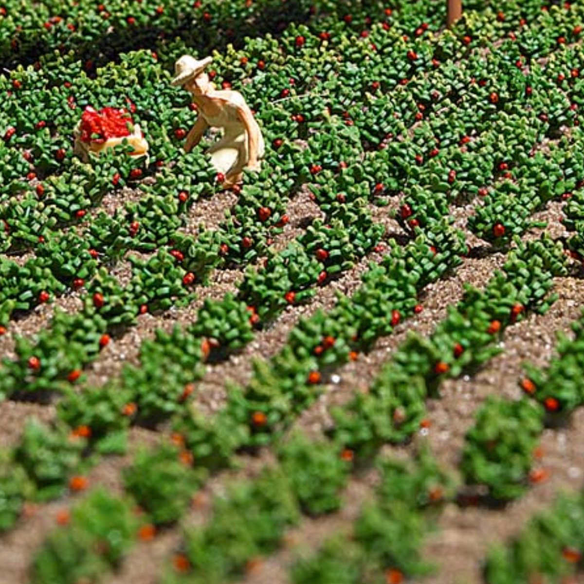 Busch 1265 Strawberry Plants Kit - HO / OO Gauge - Phillips Hobbies