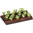 Gaugemaster 16x Cauliflower Plants - OO Gauge - Phillips Hobbies