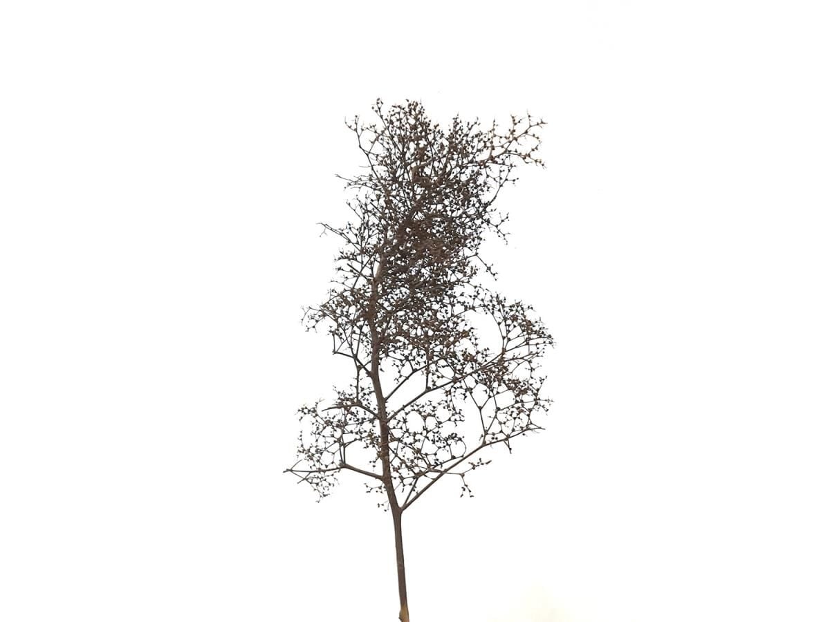 Gaugemaster GM1700 Seafoam Tree Set (GM195) - Phillips Hobbies