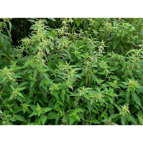 Tasma 00899 Nettles (20 Pack) - OO Gauge - Phillips Hobbies